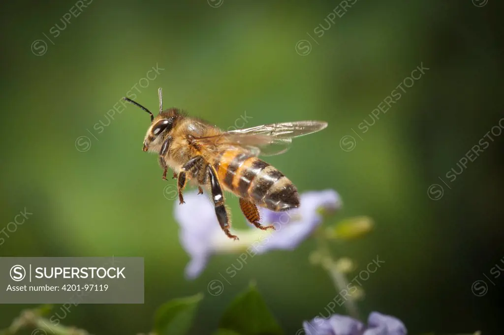 Honey Bee (Apis mellifera) flying, Bulawayo, Zimbabwe