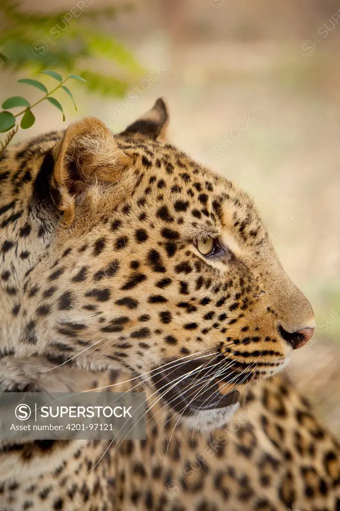 Leopard (Panthera pardus), Chipangali Wildlife Orphanage, Bulawayo, Zimbabwe