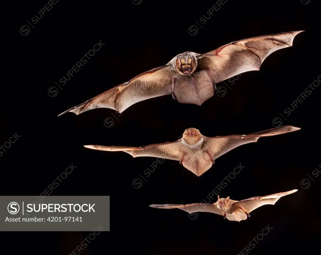 Hoary Bat (Lasiurus cinereus) male with female Eastern Red Bat (Lasiurus borealis) below and Eastern Pipistrelle (Pipistrellus subflavus) below her, Conasauga River, Chattahoochee-Oconee National Forest, Georgia, digital composite