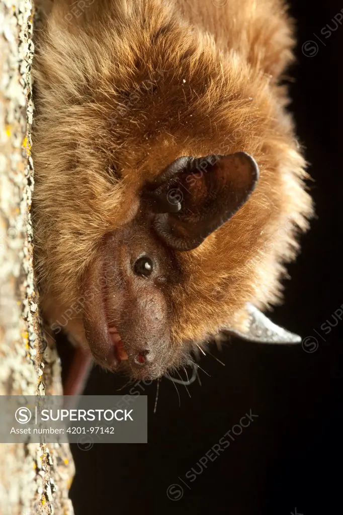 Big Brown Bat (Eptesicus fuscus) roosting, central Washington