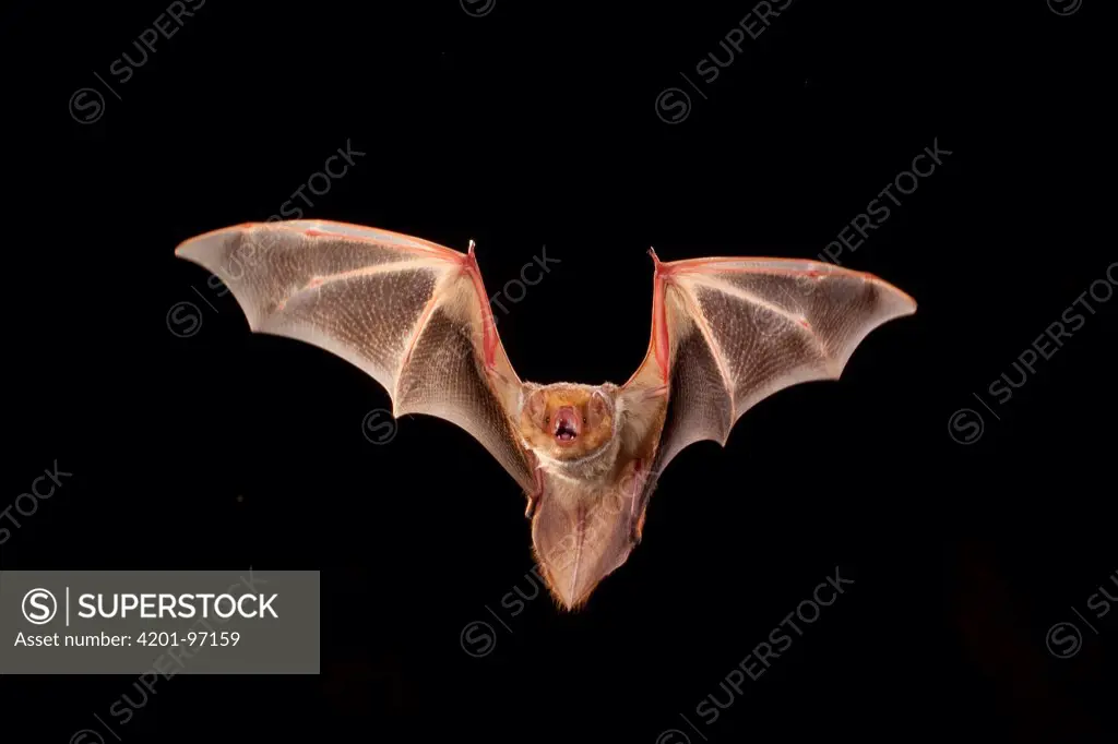 Eastern Red Bat (Lasiurus borealis) female flying, Conasauga River, Chattahoochee-Oconee National Forest, Georgia