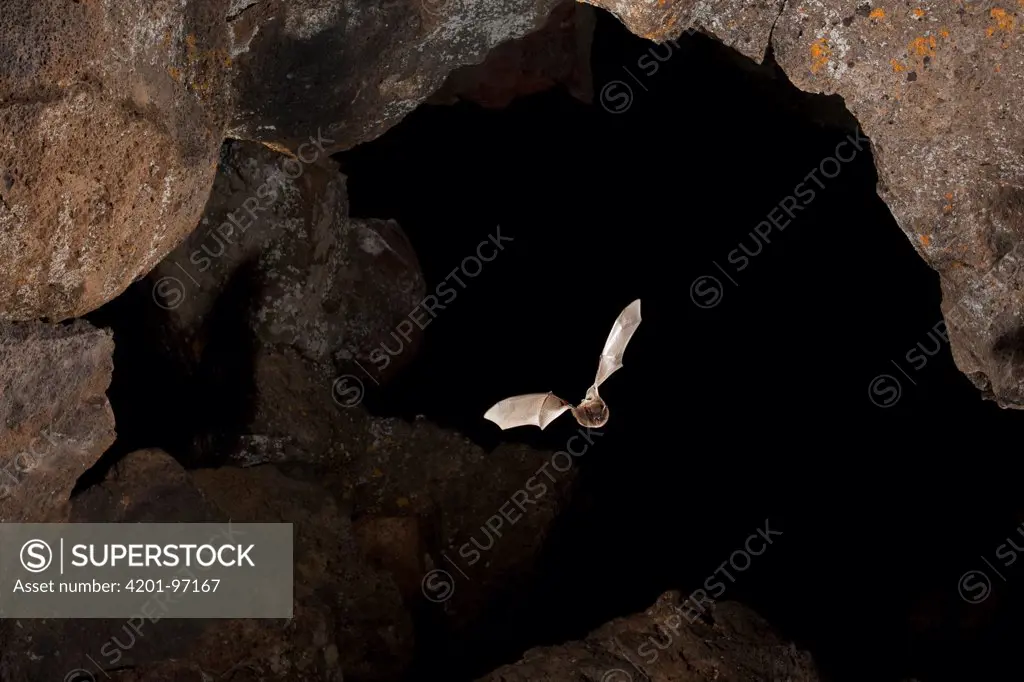Long-legged Myotis (Myotis volans) leaving cave, Pond Cave, Craters of the Moon National Monument, Idaho