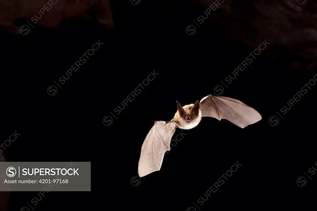 Western Long-eared Myotis (Myotis evotis) flying, Pond Cave, Craters of the Moon National Monument, Idaho