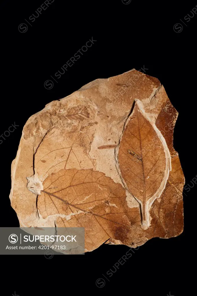 Alder (Alnus heterodonta) thirty-three million year old fossil leaves, John Day Fossil Beds National Monument, Oregon