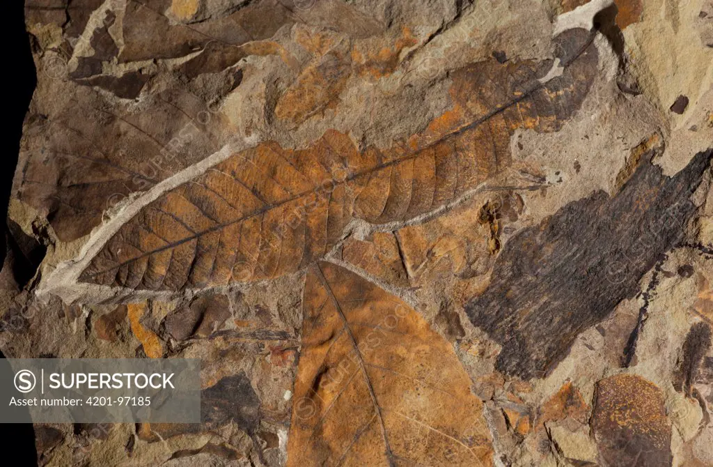 Fossil of fourty-four million year old leaves, John Day Fossil Beds National Monument, Oregon