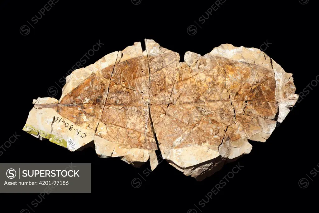 Fossil of fourty-four million year old leaf, John Day Fossil Beds National Monument, Oregon