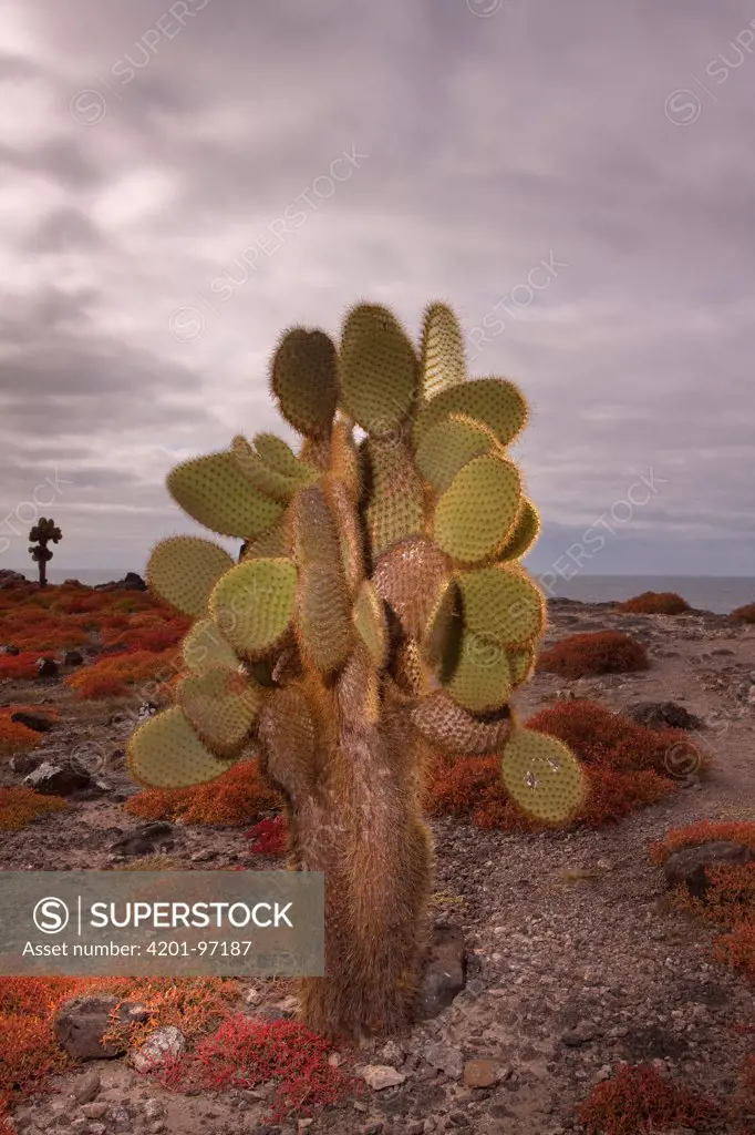 Opuntia (Opuntia echios) cactus surrounded by Sea-purslane (Sesuvium edmonstonei), South Plaza Island, Galapagos Islands, Ecuador