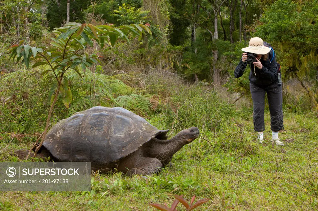 Galapagos Giant Tortoise (Geochelone nigra) photographed by tourist, Santa Cruz Island, Galapagos Islands, Ecuador