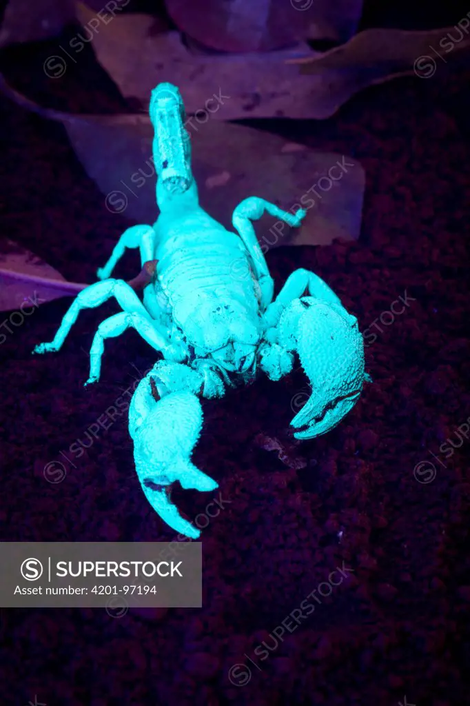 Emperor Scorpion (Pandinus imperator) under ultraviolet light, native to Africa