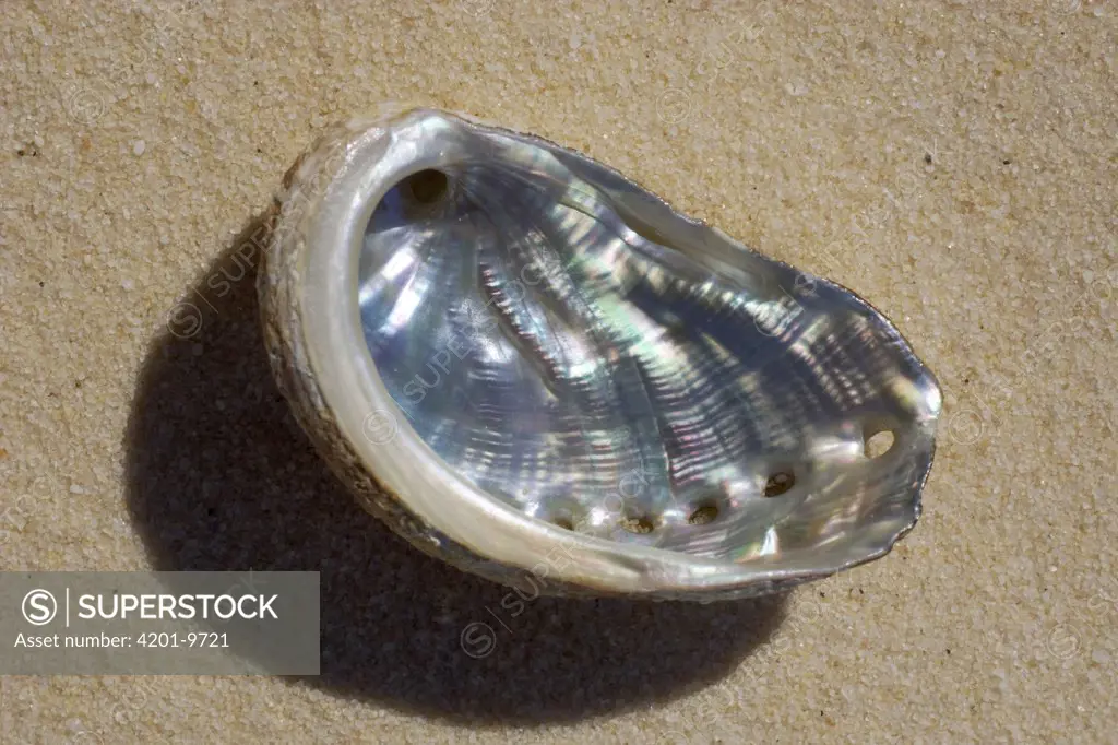 Abalone (Haliotis sp) shell in sand