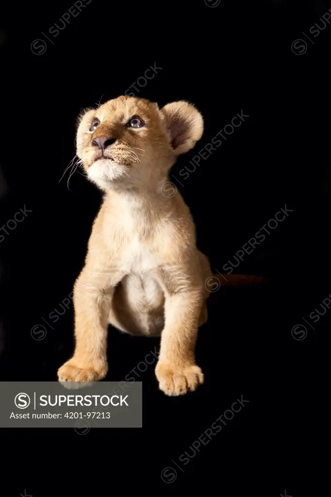 African Lion (Panthera leo) two month old cub, Chipangali Wildlife Orphanage, Bulawayo, Zimbabwe