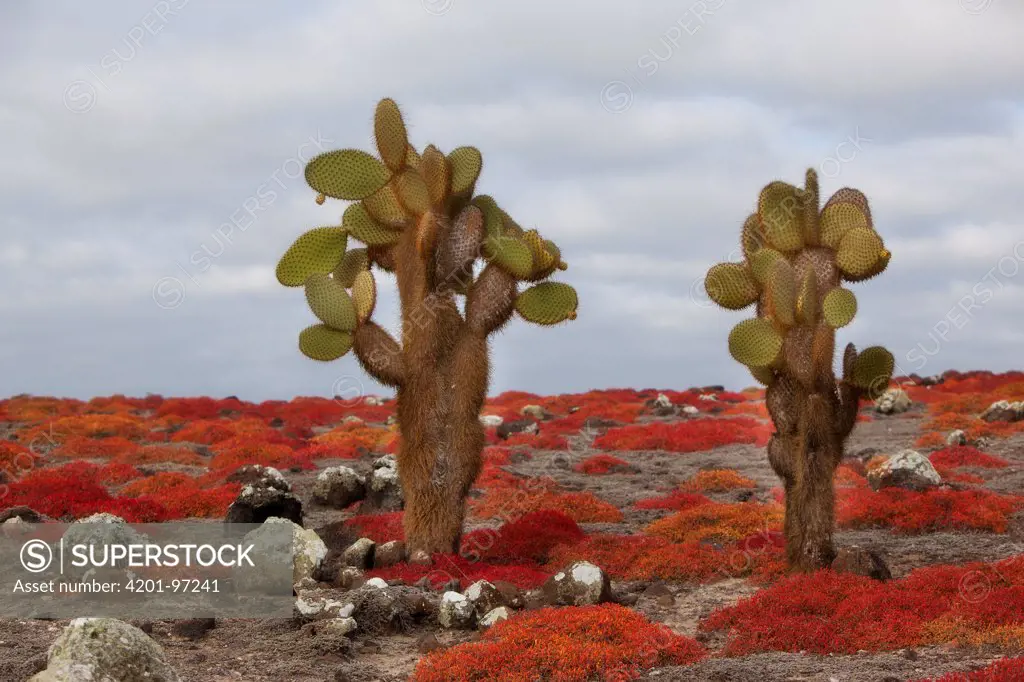 Opuntia (Opuntia echios) cacti surrounded by Sea-purslane (Sesuvium edmonstonei), South Plaza Island, Galapagos Islands, Ecuador