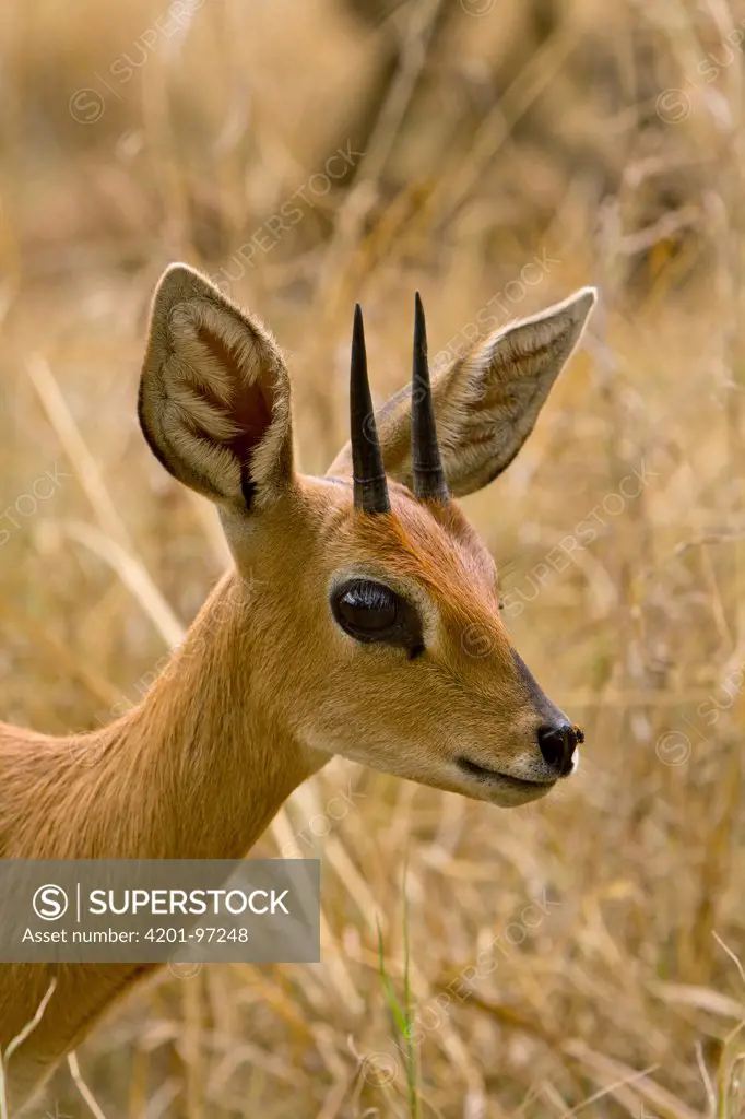 Steenbok (Raphicerus campestris) male, Chipangali Wildlife Orphanage, Bulawayo, Zimbabwe