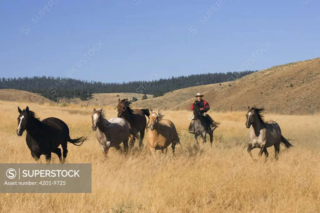 Domestic Horse (Equus caballus) group herded by cowboy, Oregon