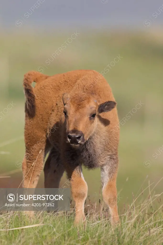 American Bison (Bison bison) calf, western Montana