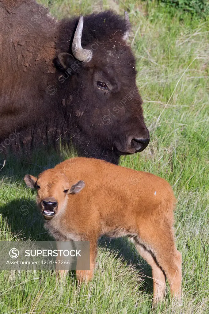 American Bison (Bison bison) mother and calling calf, western Montana