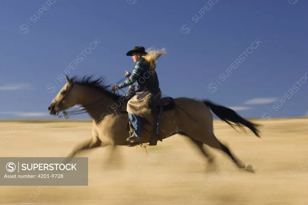 Cowgirl on Domestic Horse (Equus caballus) running through field, Oregon