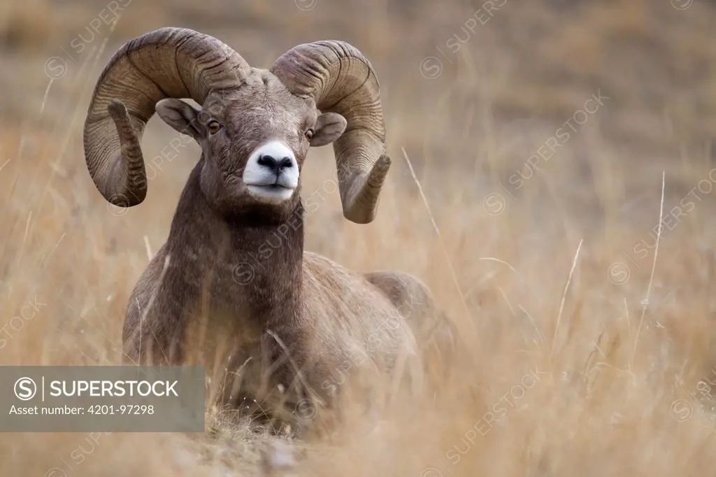 Bighorn Sheep (Ovis canadensis) ram, western Montana
