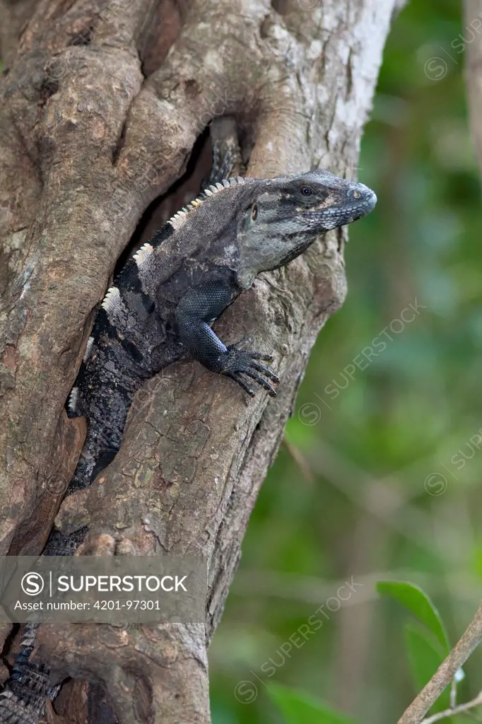 Black Spiny-tailed Iguana (Ctenosaura similis) in tree, Yucatan Peninsula, Mexico