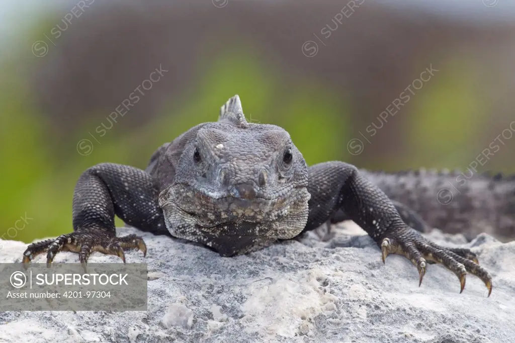 Black Spiny-tailed Iguana (Ctenosaura similis), Yucatan Peninsula, Mexico