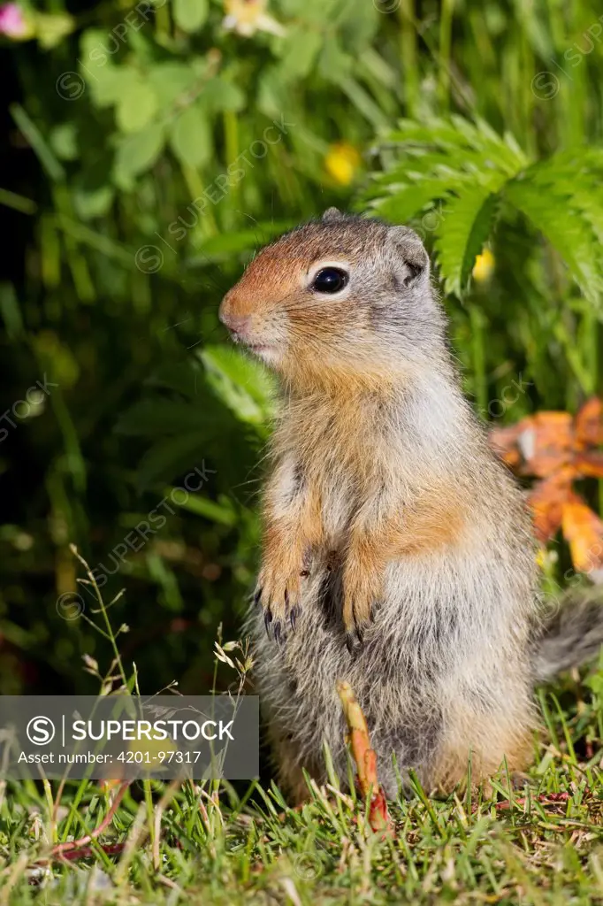 Columbian Ground Squirrel (Spermophilus columbianus) juvenile on alert, northwest Montana