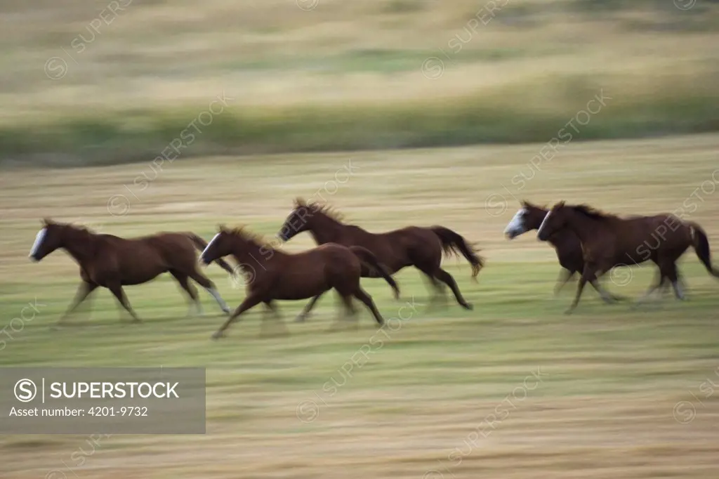 Domestic Horse (Equus caballus) herd of five galloping across field, Oregon