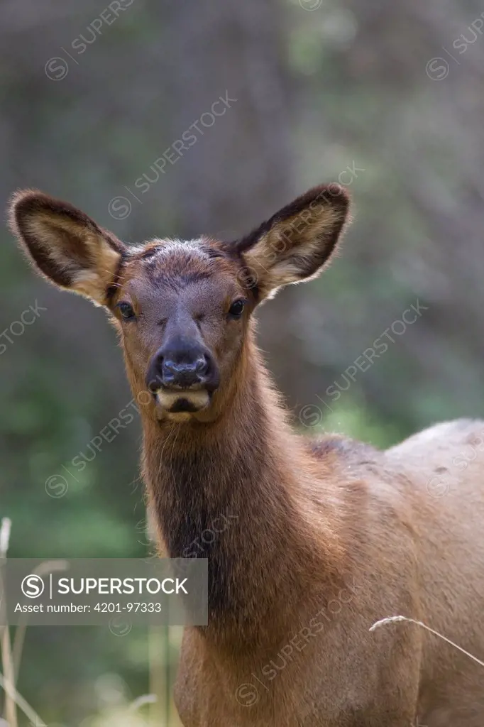 Elk (Cervus elaphus) calf, northern Rocky Mountains, Canada
