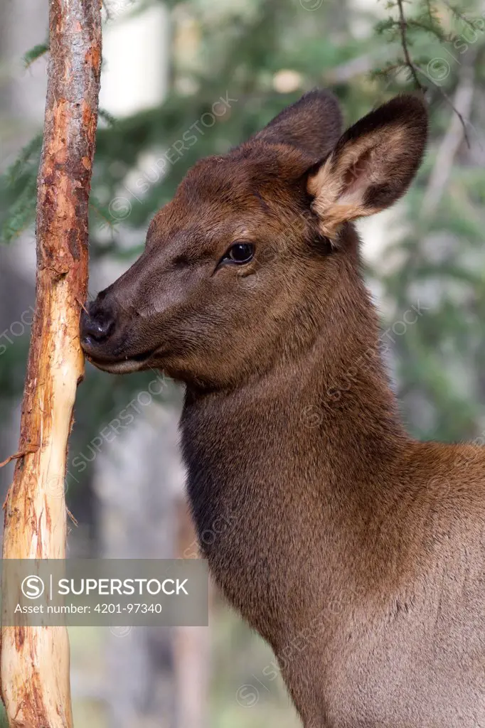 Elk (Cervus elaphus) calf smelling bull rub, nothern Rocky Mountains, Canada