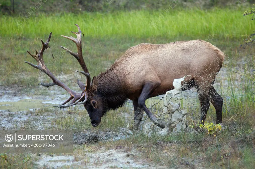 Elk (Cervus elaphus) bull kicking mud and urine onto himself, nothern Rocky Mountains, Canada