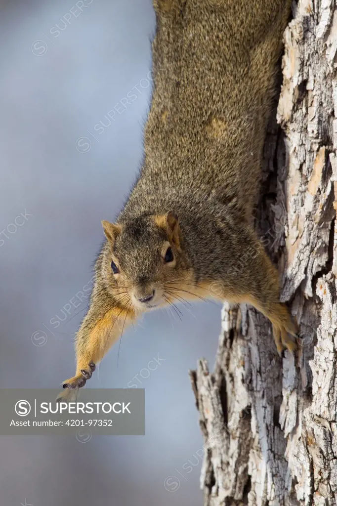 Eastern Fox Squirrel (Sciurus niger) hanging in tree, Great Falls, Montana