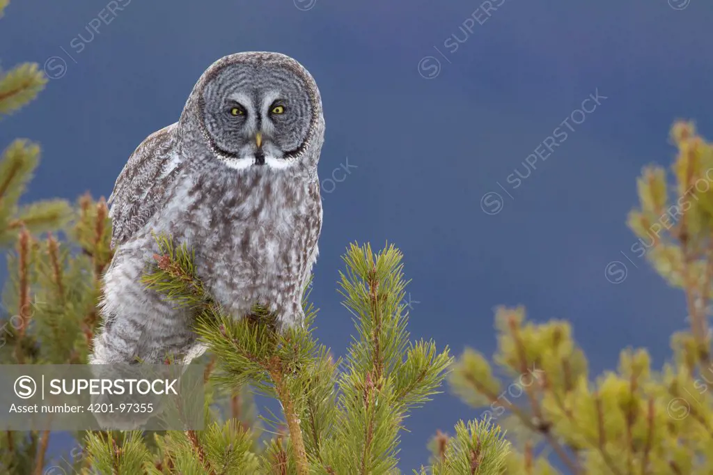 Great Gray Owl (Strix nebulosa), Yaak, Montana