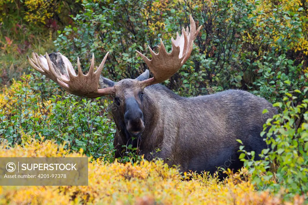 Alaska Moose (Alces alces gigas) bull, Denali National Park, Alaska