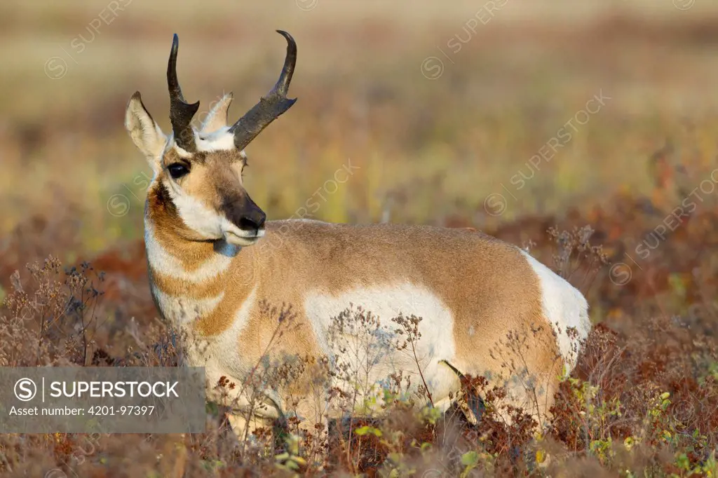 Pronghorn Antelope (Antilocapra americana) male, western Montana