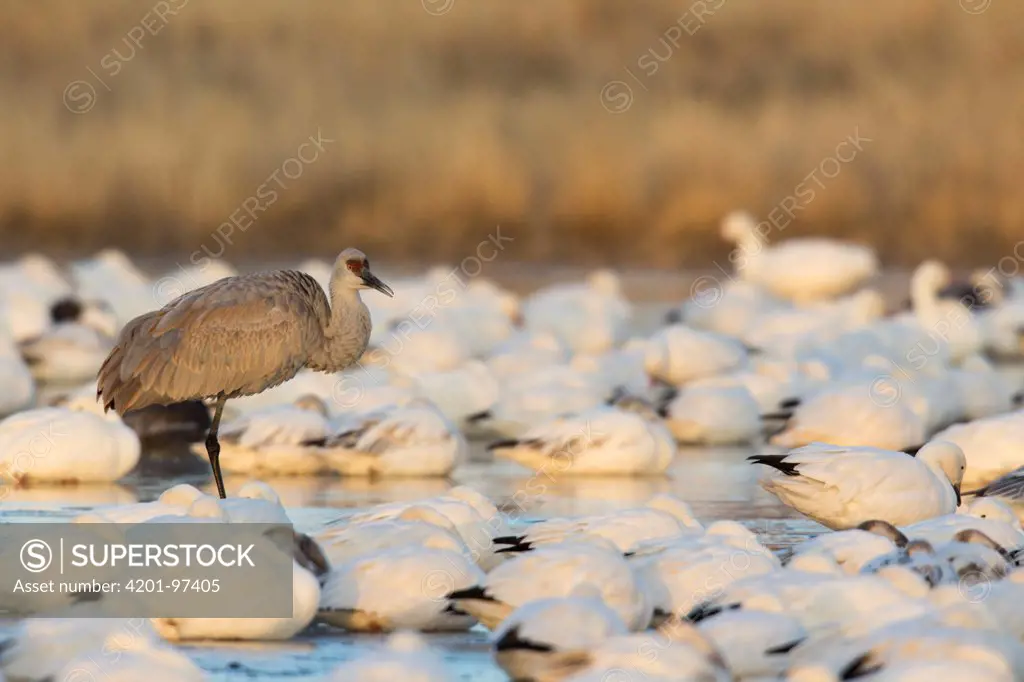 Sandhill Crane (Grus canadensis) standing in middle of Snow Goose (Chen caerulescens) flock, central New Mexico