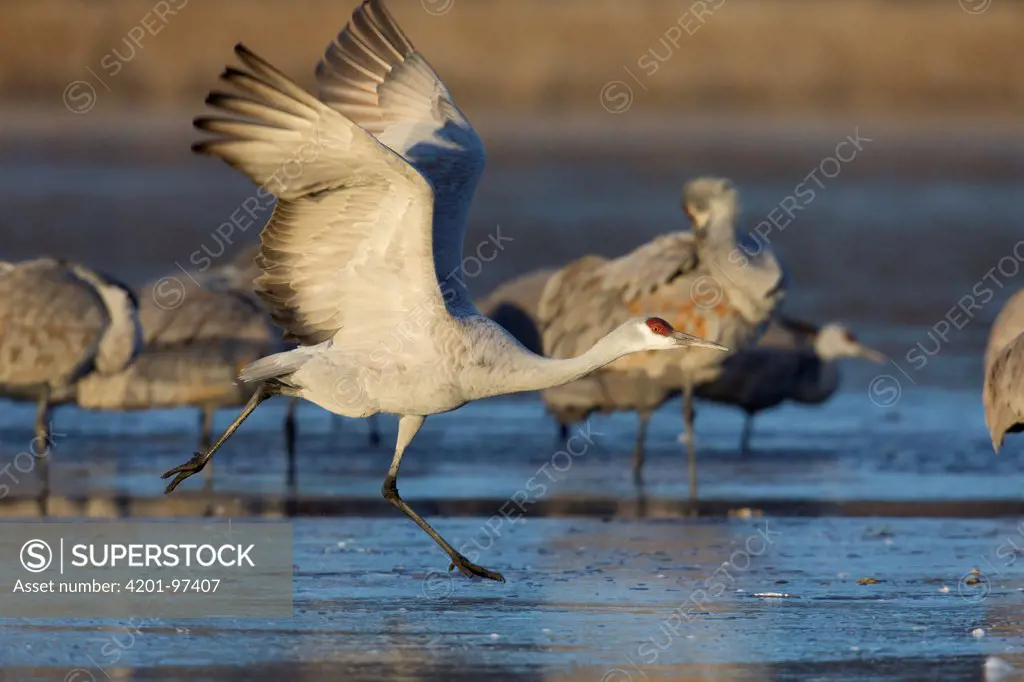 Sandhill Crane (Grus canadensis) running on ice, central New Mexico