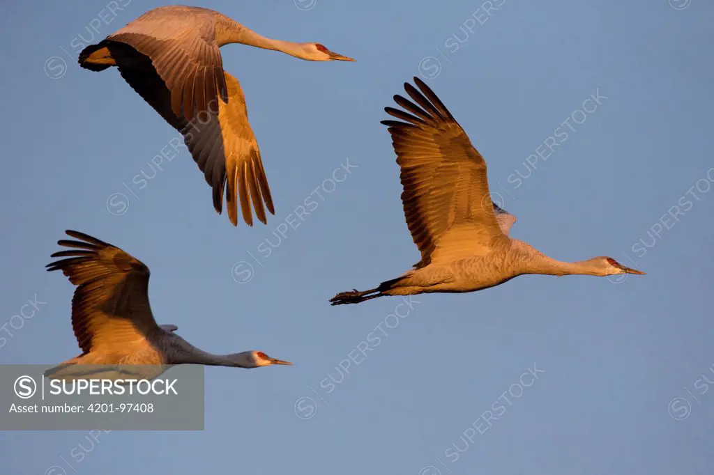 Sandhill Crane (Grus canadensis) trio flying, North America