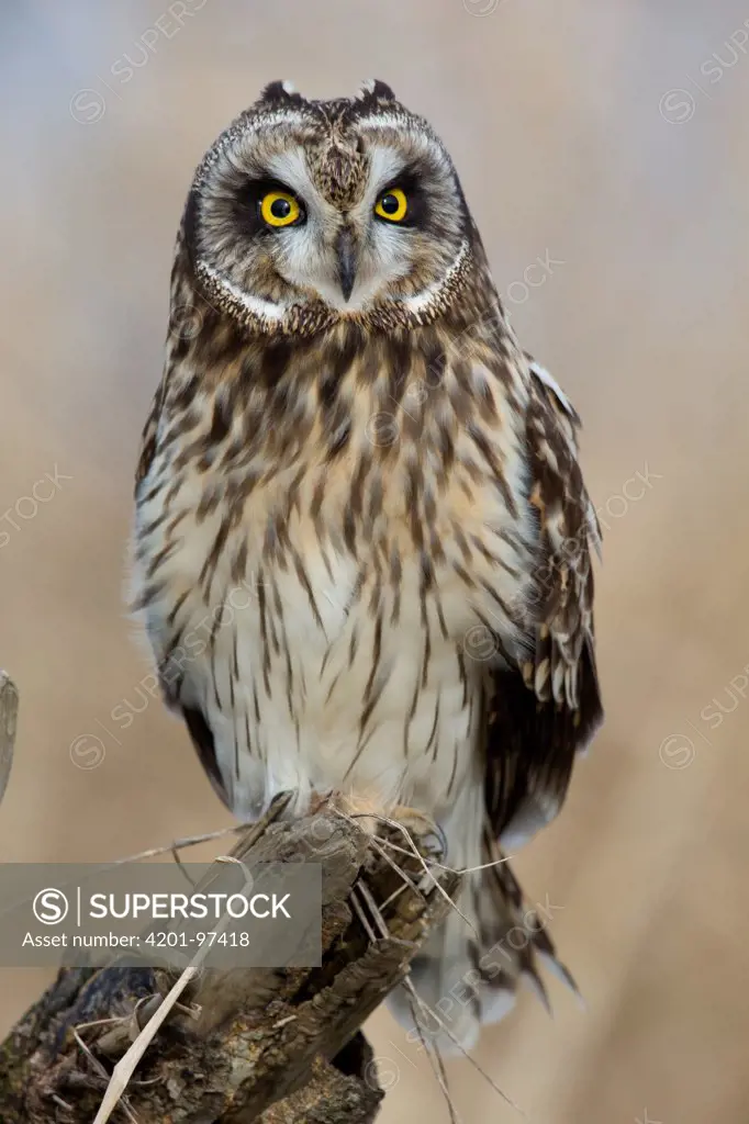 Short-eared Owl (Asio flammeus), western Montana