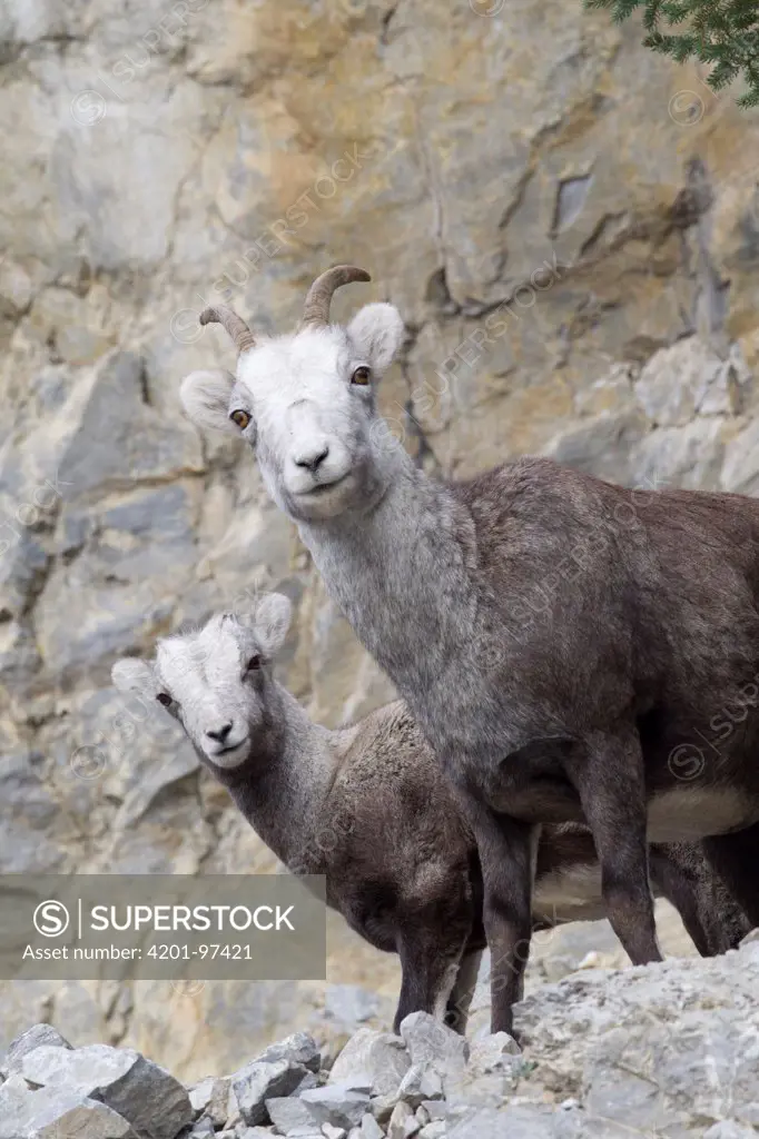 Stone Sheep (Ovis dalli stonei) mother and lamb, northern British Columbia, Canada