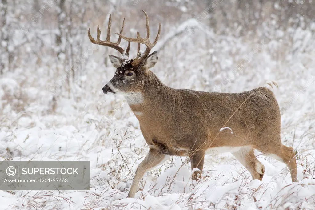 White-tailed Deer (Odocoileus virginianus) buck in winter, northern Rocky Mountains, Canada