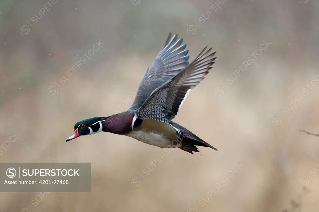 Wood Duck (Aix sponsa) drake flying, western Montana