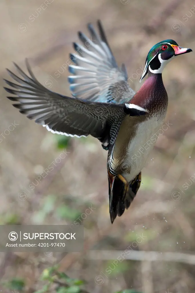 Wood Duck (Aix sponsa) drake flying, western Montana