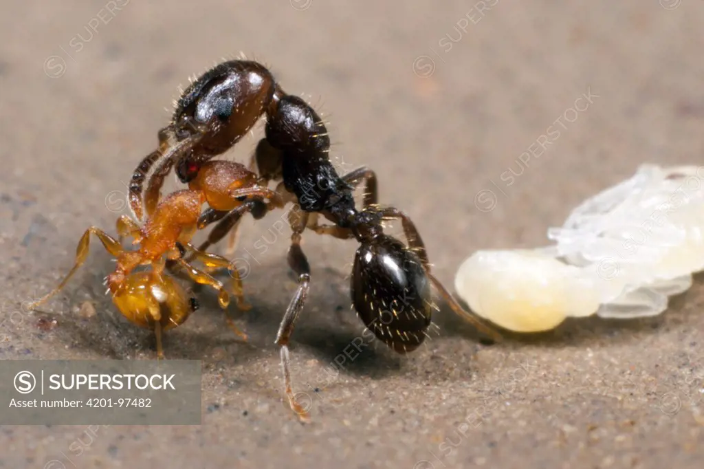 Ant (Temnothorax sp) worker from an unenslaved colony biting a much larger Slave-maker Ant (Protomognathus americanus) worker after dropping the pupa it was protecting, if the slavemaker ant survives this attack and is able to get back to its nest and bring reinforcements, the free-living ant's colony will likely be destroyed, Ohio