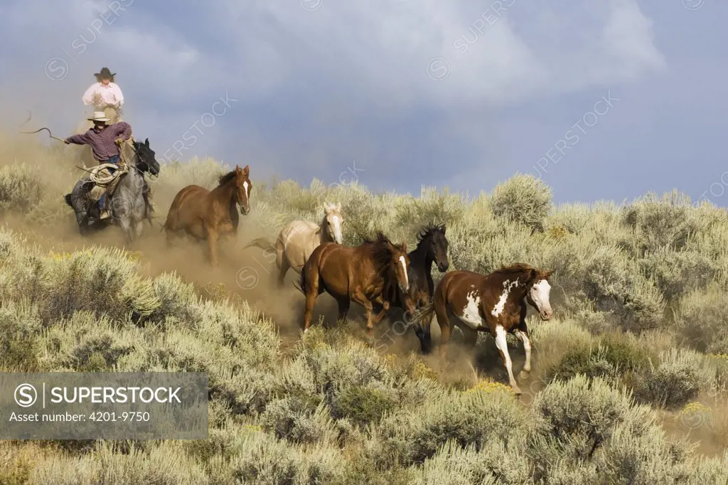 Cowboys herding a Domestic Horse (Equus caballus) group through Sagebrush, Oregon