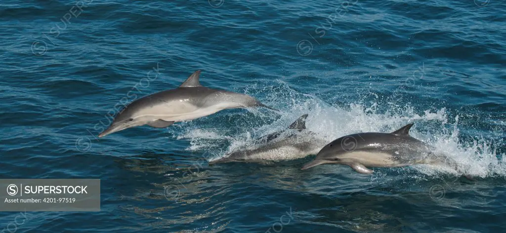 Common Dolphin (Delphinus delphis) pod, Santa Barbara Channel, Channel Islands National Marine Sanctuary, California