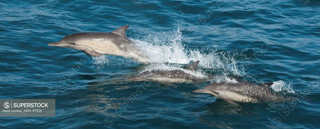 Common Dolphin (Delphinus delphis) pod, Santa Barbara Channel, Channel Islands National Marine Sanctuary, California