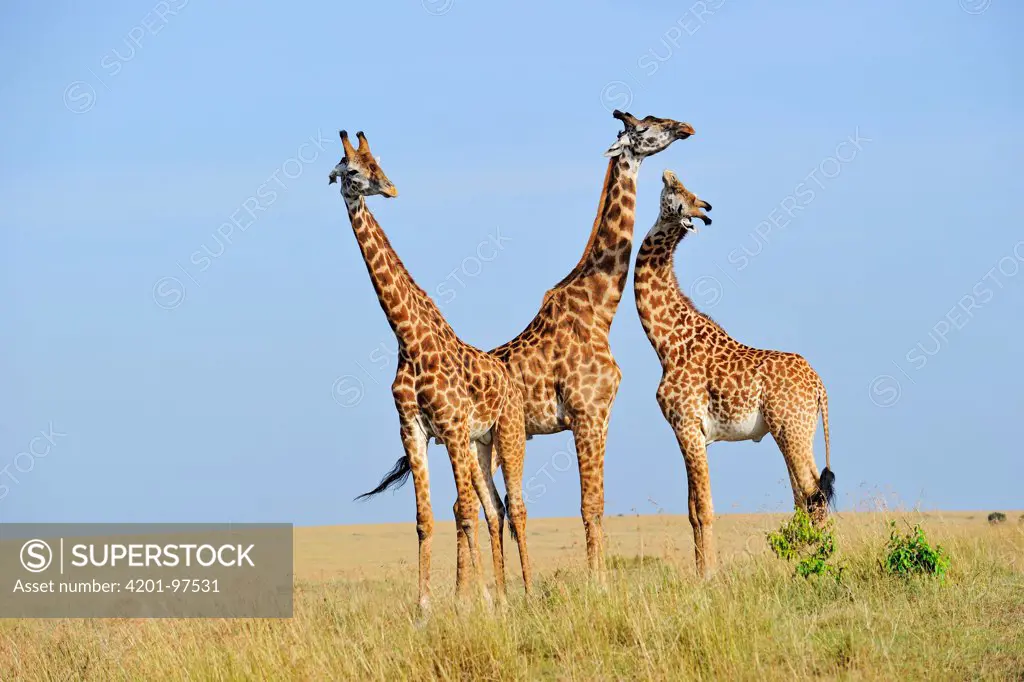 Masai Giraffe (Giraffa camelopardalis tippelskirchi) trio on savannah, Masai Mara National Reserve, Kenya