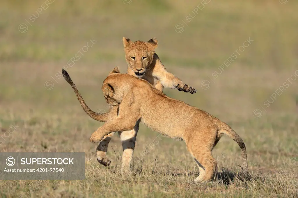 African Lion (Panthera leo) juveniles playing, Masai Mara National Reserve, Kenya. Sequence 2 of 3