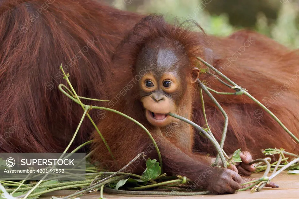 Sumatran Orangutan (Pongo abelii) baby playing with branch, Japan