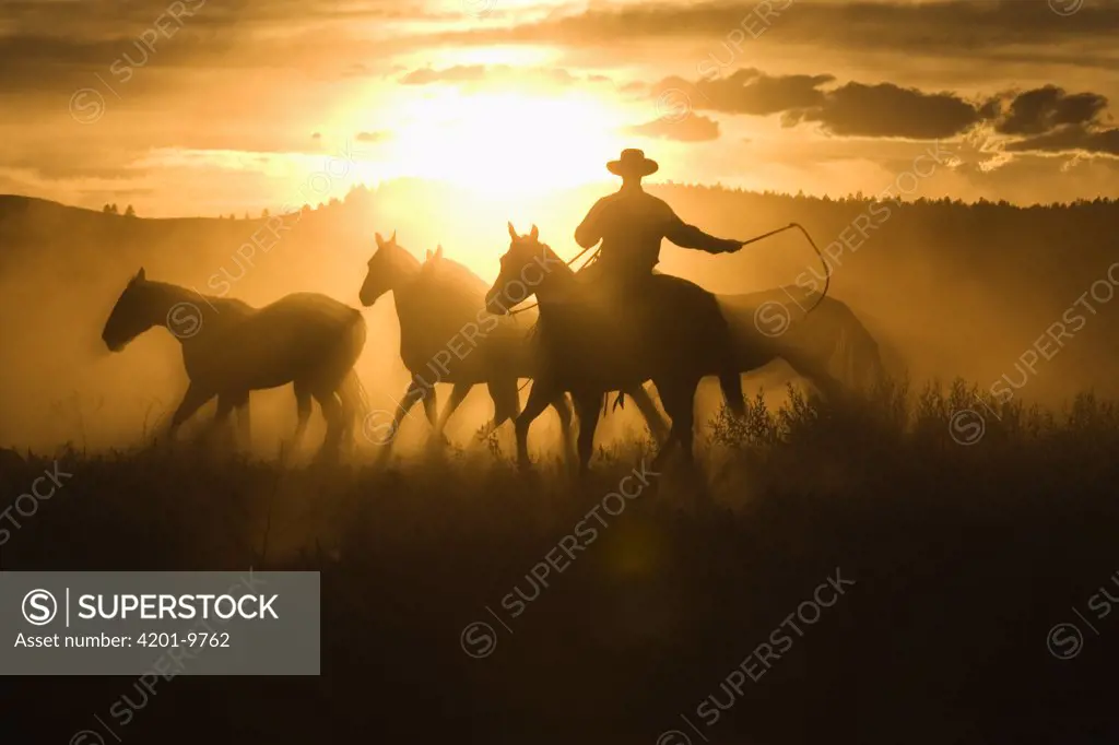Cowboy with lasso herding Domestic Horse (Equus caballus) group at sunset, Oregon