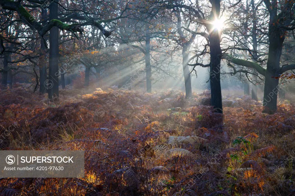 English Oak (Quercus robur) forest at sunrise in autumn, Hessen, Germany
